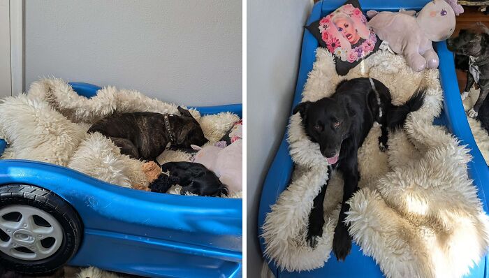 Two dogs resting on a blue bed with fluffy thrift store blanket and vintage pillows, showcasing thrift store finds.
