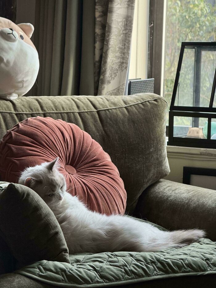 White cat lounging on a couch with cushions by a window, a serene accidental renaissance photo moment at home.