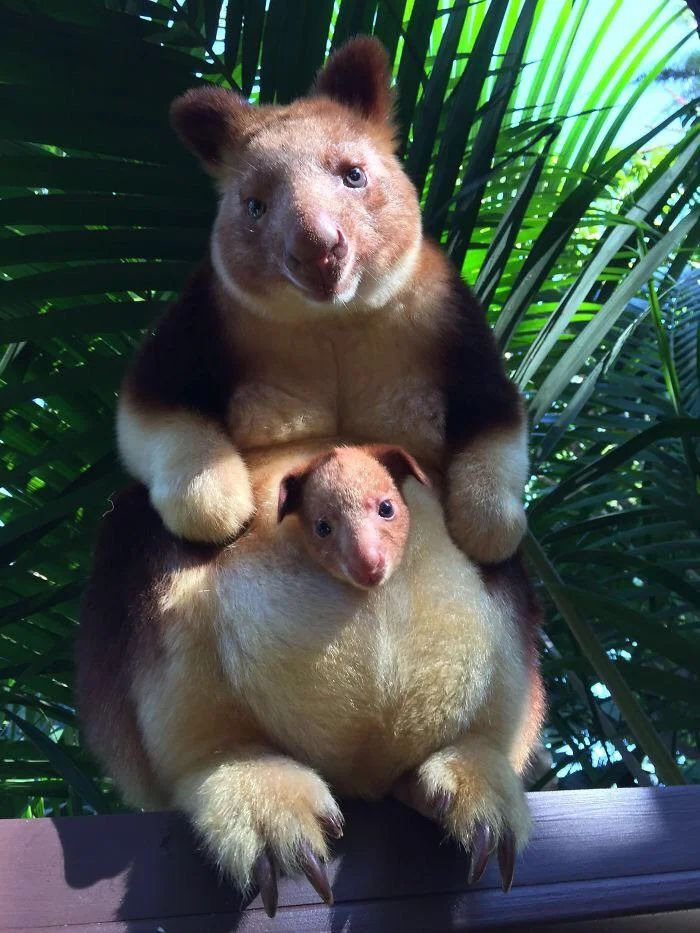 Tree kangaroo mother with joey peeking from pouch among palm leaves, amazing photos