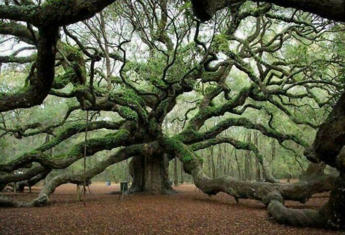 A sprawling, ancient tree with massive, gnarled branches covered in moss, showing why extremely large things can be scary and eerie.