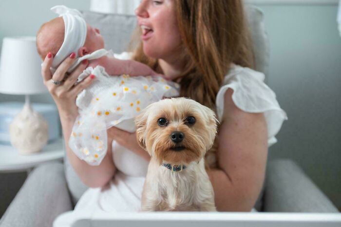 Small dog stealing the show in a funny pet photo while woman holds a newborn baby in a cozy home setting.