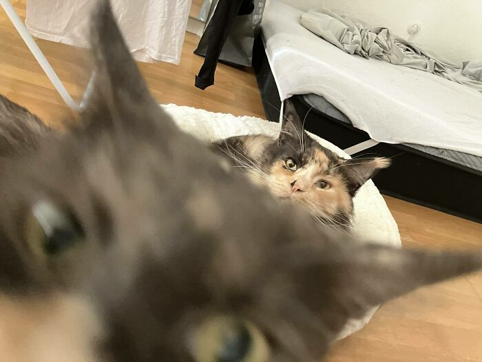 Two cats on a bed, with one pet crashing the photo by getting very close to the camera, funny pets stealing the show.