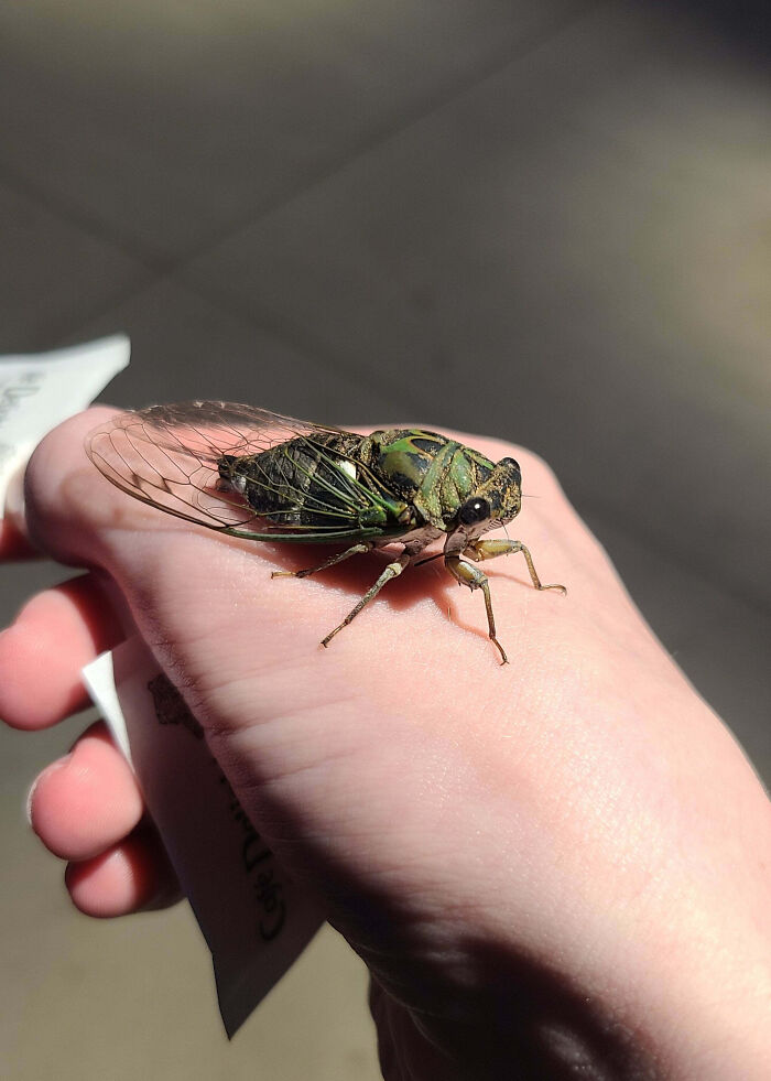 Close-up of a fascinating insect with transparent wings resting on a person's hand in natural light.