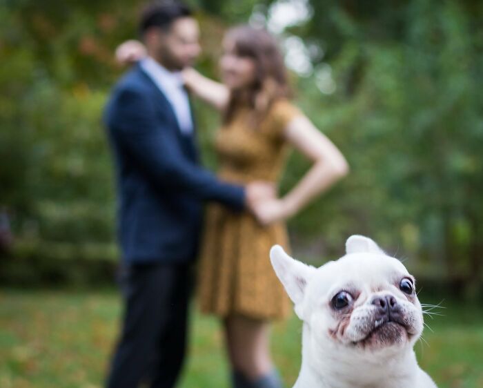 White French Bulldog photobombing a couple outdoors, showcasing funny times pets crashed photos and stole the show.