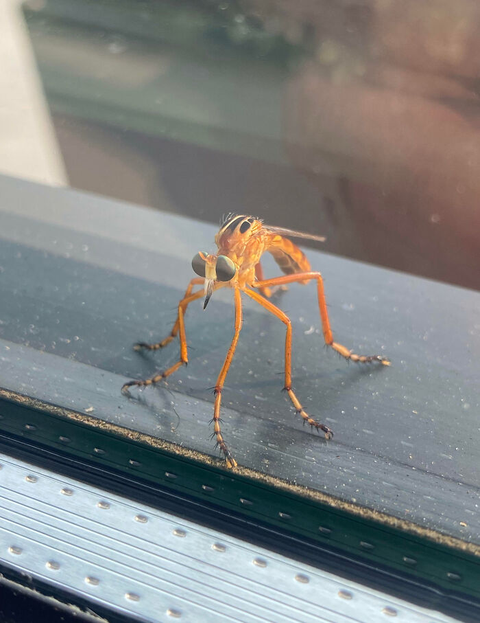Close-up of a fascinating insect with large eyes and long legs resting on a window frame, highlighting insect details.