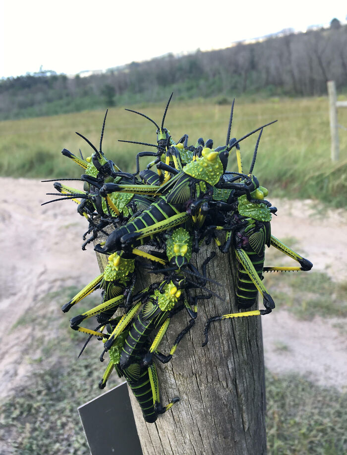 Bright green and black insects clustered on a wooden post in a natural outdoor setting, showcasing fascinating insects up close.