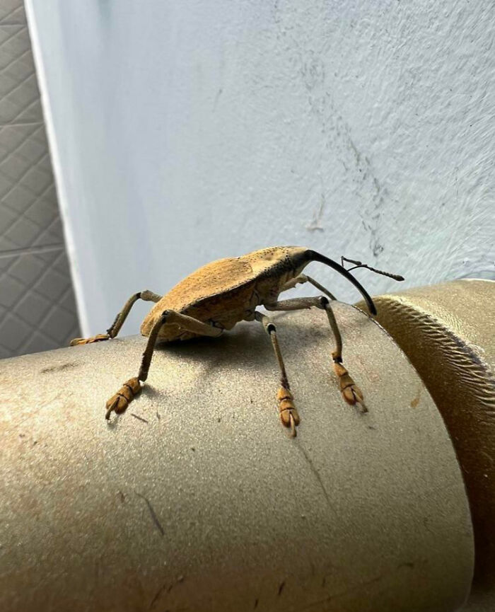 Close-up of a fascinating insect with long snout and legs resting on a textured surface, showcasing unique insect features.