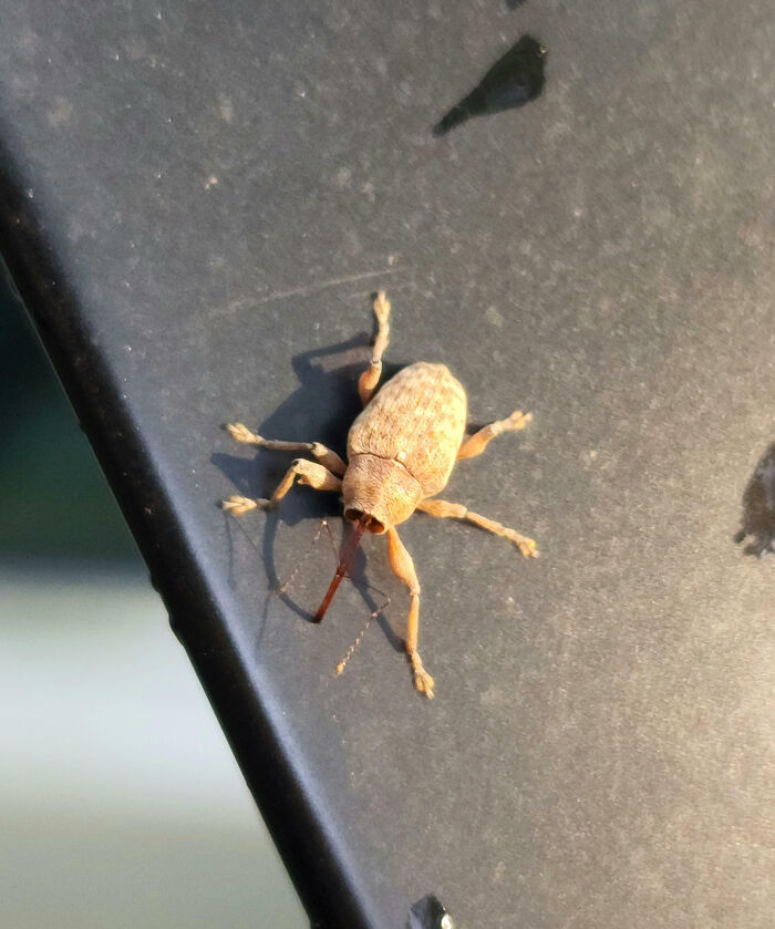 Close-up of a fascinating insect with a textured body on a dark surface, highlighting unique features and details.