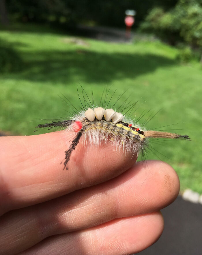 Close-up of a colorful hairy caterpillar on a person's fingers, highlighting fascinating insects that deserve more appreciation.