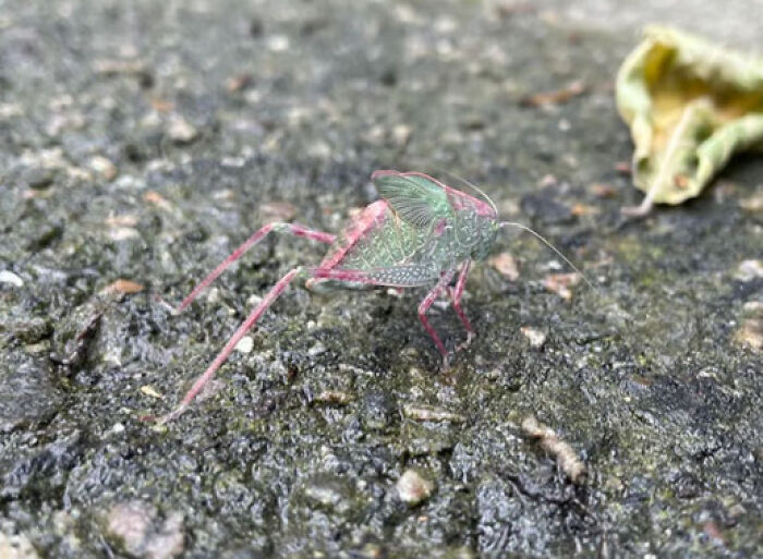 Close-up of a fascinating insect with translucent wings and pink legs on a textured surface, showcasing unique insect features.