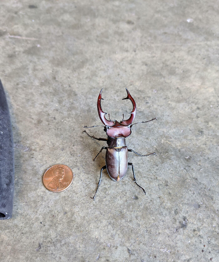 Large stag beetle on a concrete surface next to a penny, showing fascinating insects that deserve more appreciation.