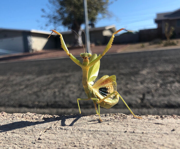 Close-up of a fascinating praying mantis insect outdoors, showcasing unique features of intriguing insects for appreciation.