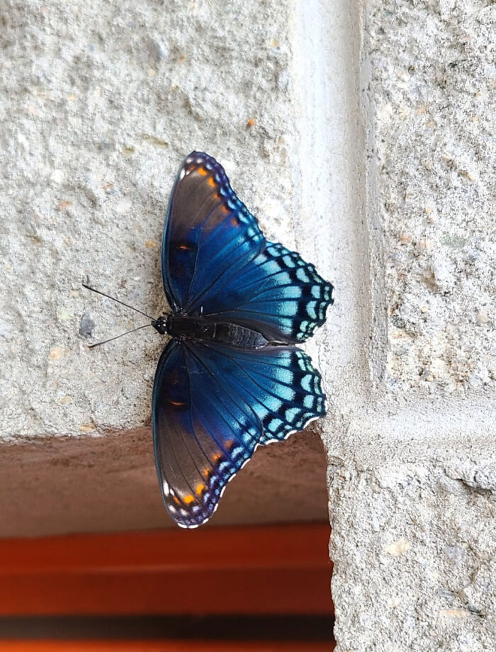 Blue and black butterfly with orange spots resting on a textured stone wall, showcasing fascinating insects up close.