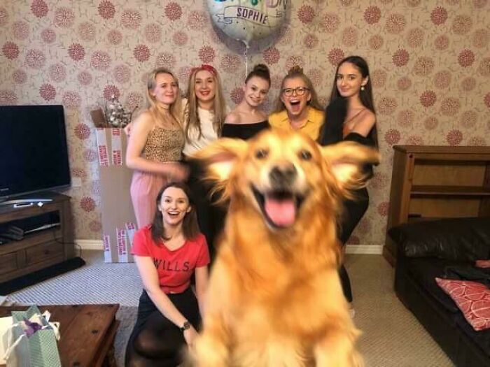 A happy dog photobombing a group photo of friends indoors, showcasing funny times pets crashed photos moments.
