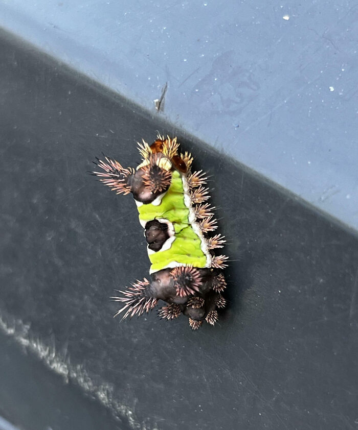 Close-up of a fascinating insect caterpillar with bright green and spiky black and brown markings on a dark surface.