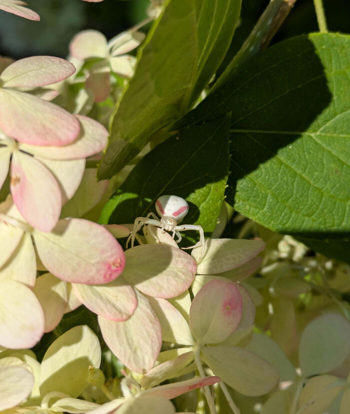 White crab spider resting on pale pink flower petals surrounded by green leaves in a fascinating insects close-up.