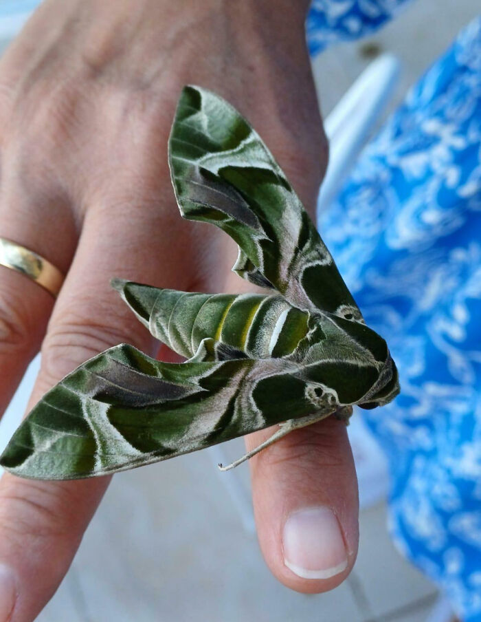 Close-up of a fascinating insect resting on a person's finger, showcasing intricate green and white wing patterns.