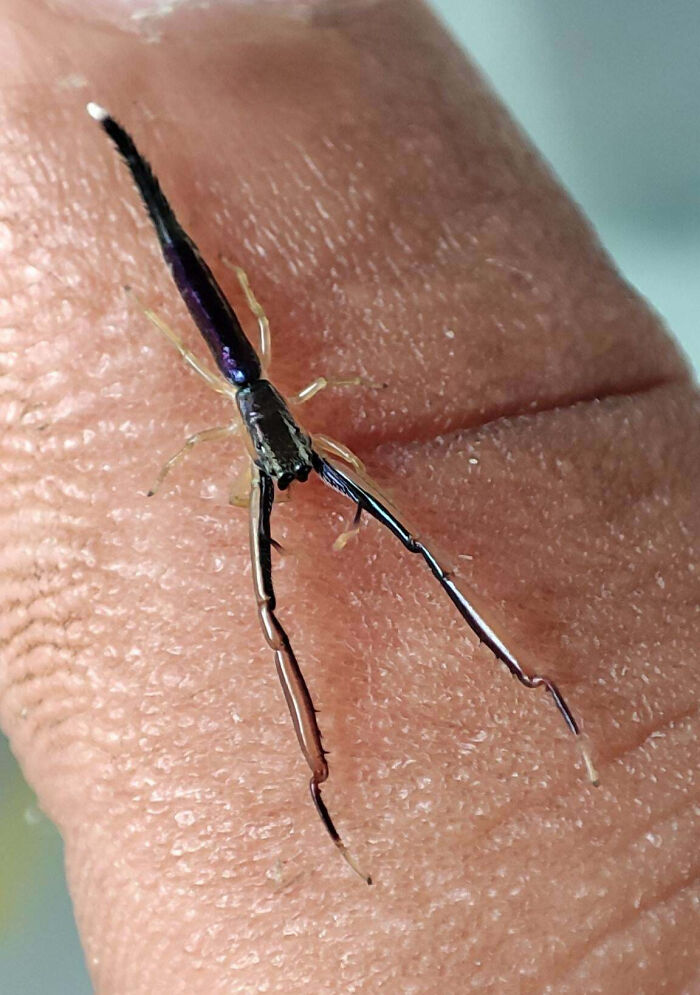 Close-up of a fascinating insect with elongated legs resting on human skin, highlighting unique insect features for appreciation.