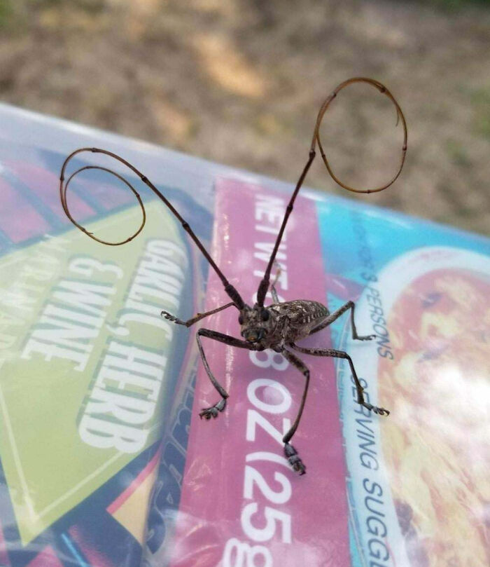 Unique insect with long curled antennae resting on colorful packaging, showcasing fascinating insects worth more appreciation.