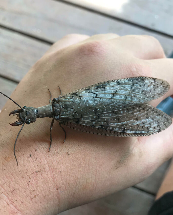 Close up of a fascinating insect with detailed transparent wings resting on a person's hand, showcasing unique insect features.