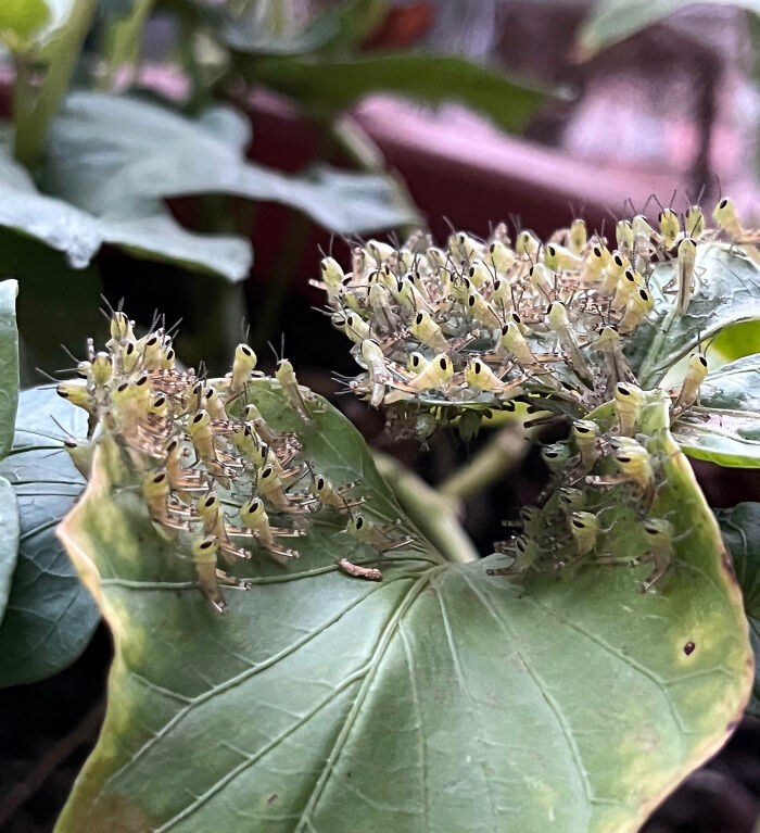 Close-up of fascinating insects clustered on green leaves in a natural outdoor setting showing unique details and behavior.