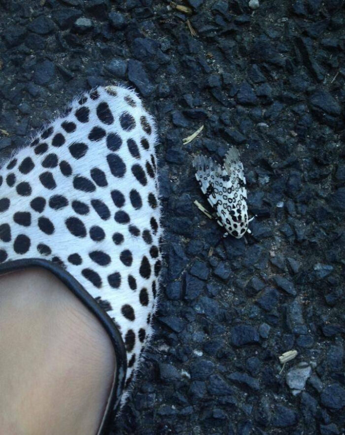 Spotted insect resting on rough asphalt near a matching spotted shoe, showcasing fascinating insect patterns up close.