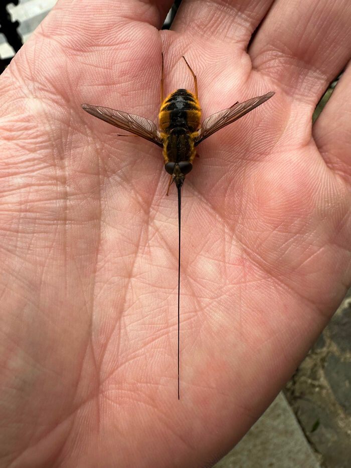 Close-up of a fascinating insect with long needle-like proboscis resting on a person's palm, highlighting insect appreciation.