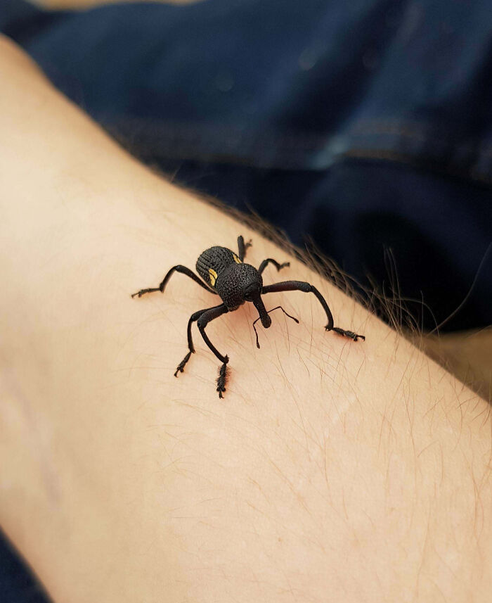 Close-up of a fascinating insect on human skin showcasing unique features from insects that deserve more appreciation.