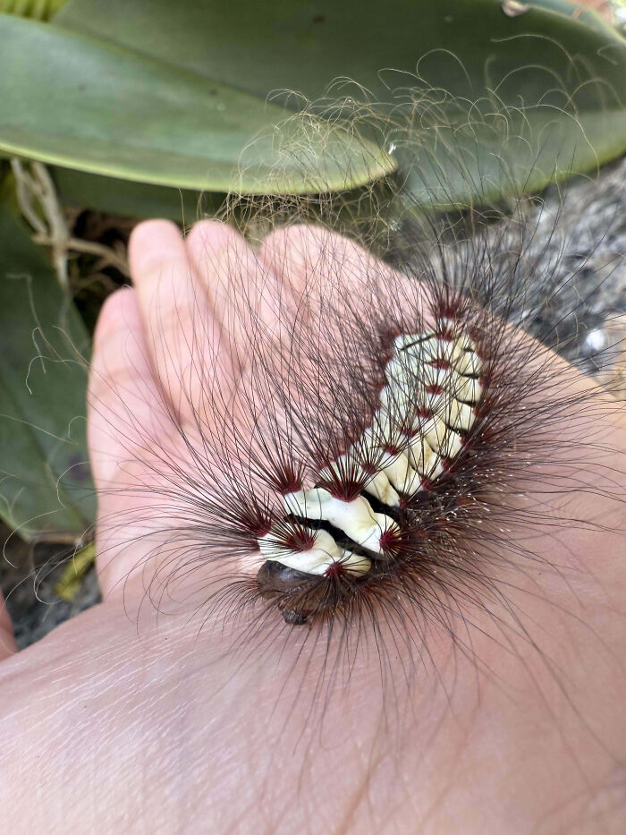 Close-up of a fascinating insect, a hairy caterpillar resting on a person's hand showcasing unique insect features.