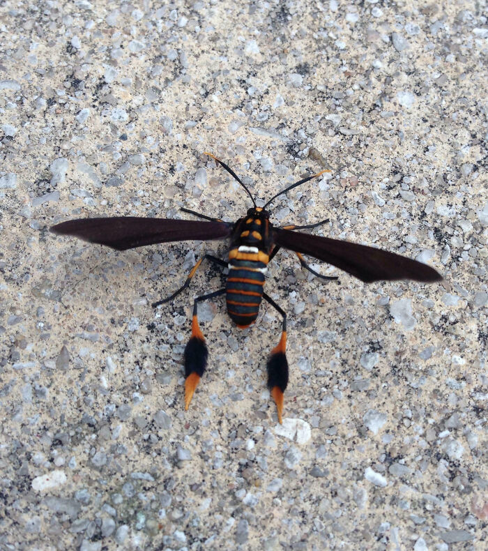 Black and orange insect with spread wings on rough stone surface, showcasing fascinating insects that deserve more appreciation.