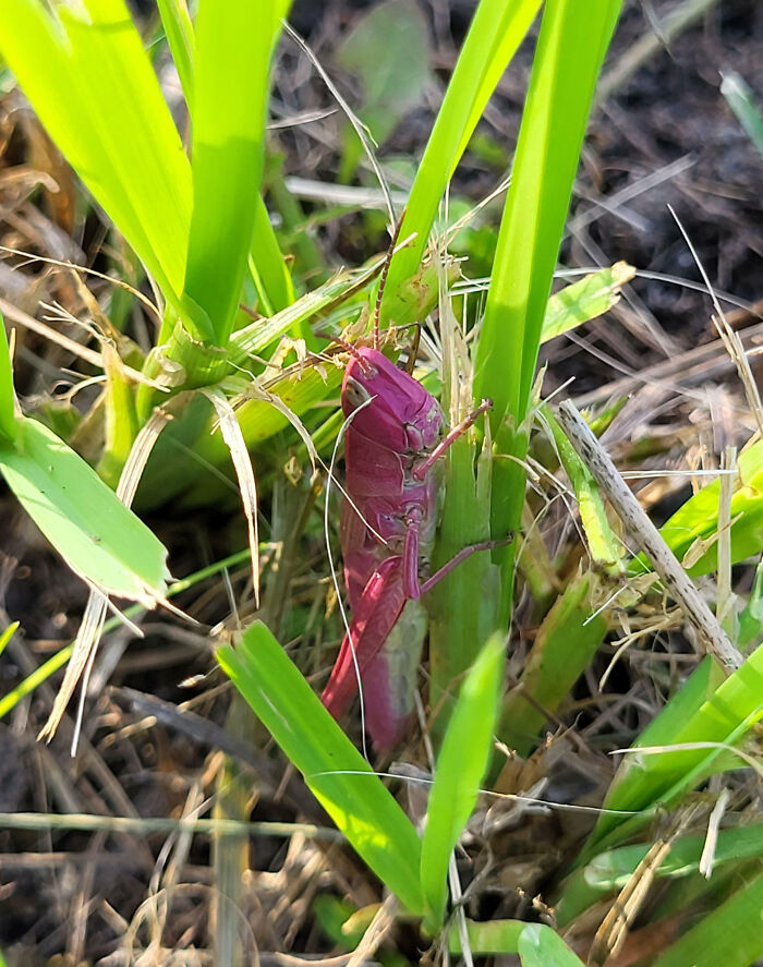 Close-up of a rare pink insect camouflaged among green grass, showcasing fascinating insects in their natural habitat.