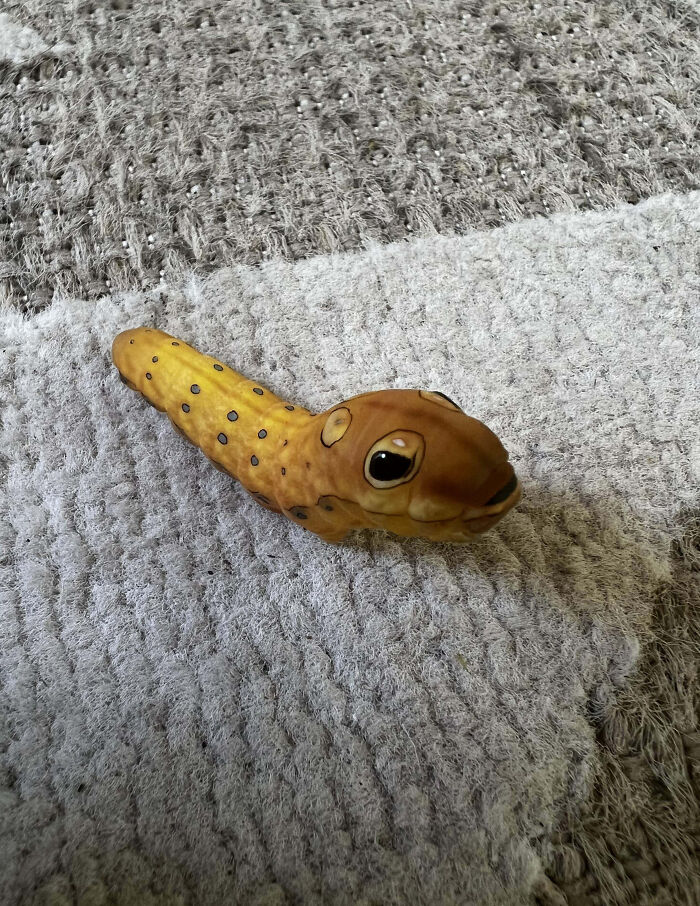 Yellow caterpillar with large eyespots resting on a textured gray and brown fabric surface, showcasing fascinating insects.