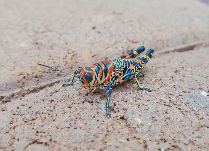 Colorful grasshopper on dry ground showcasing fascinating insects that deserve more appreciation and less fear.
