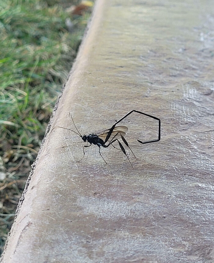 Black insect with long curled tail and wings resting on a concrete surface, showcasing fascinating insects up close.