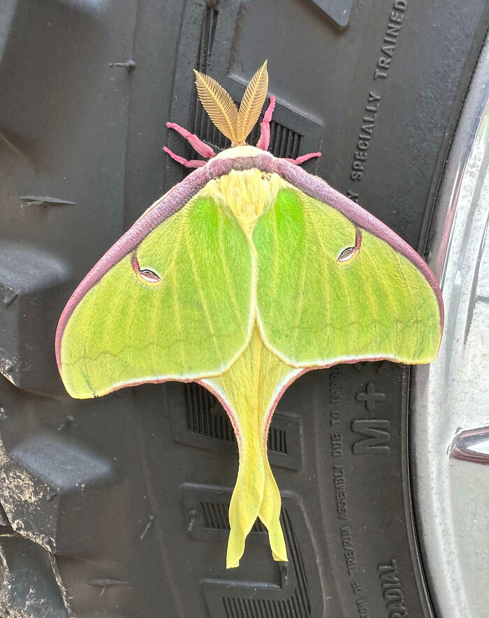 Bright green and yellow moth with pink legs resting on a black tire, showcasing fascinating insects that deserve more appreciation.