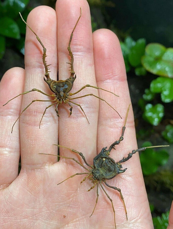 Close-up of two fascinating insects resting on a hand, showcasing unique features and promoting appreciation over fear.