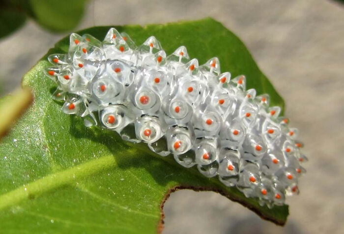 Transparent caterpillar with orange spots resting on a green leaf, highlighting fascinating insects deserving more appreciation.