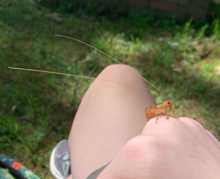 Small fascinating insect with long antennae resting on a person's hand in a natural outdoor setting.