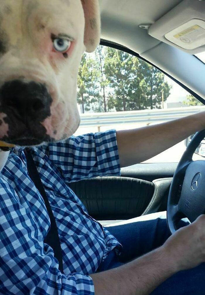 Dog with striking blue eye hilariously crashing photo while sitting in car with person driving, funny pet moment stealing the show
