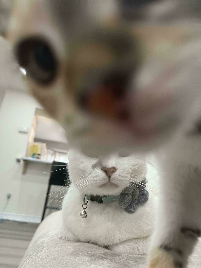 Close-up of a curious cat crashing the photo of a white cat resting indoors in a funny pets photo moment.