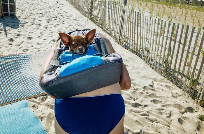 Small dog peeking out of a backpack on a sandy street, capturing a heartwarming animal moment outdoors.