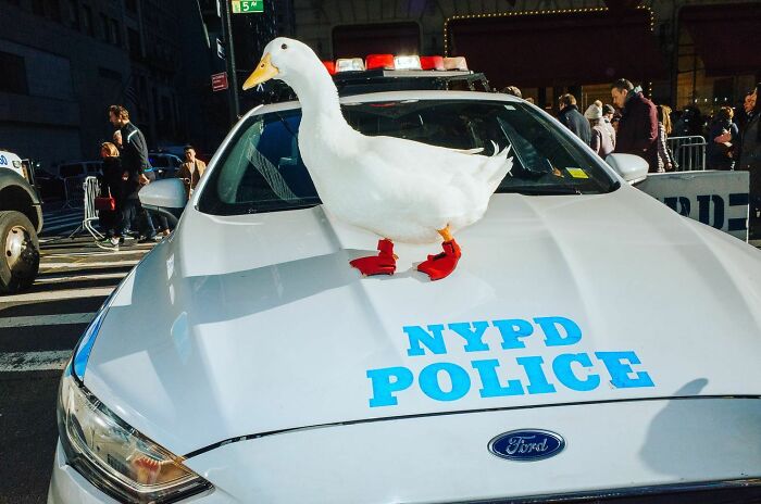 White duck with red feet standing on an NYPD police car, capturing a hilarious and heartwarming animal moment on the street.