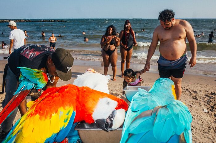 Colorful parrots interacting with people at the beach, capturing hilarious and heartwarming animal moments on the streets.