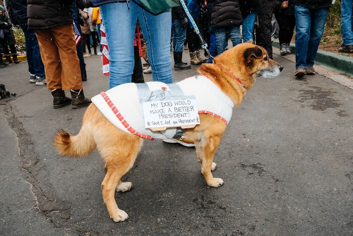 Dog wearing a humorous sign on a leash during a street event, capturing a heartwarming and hilarious animal moment.
