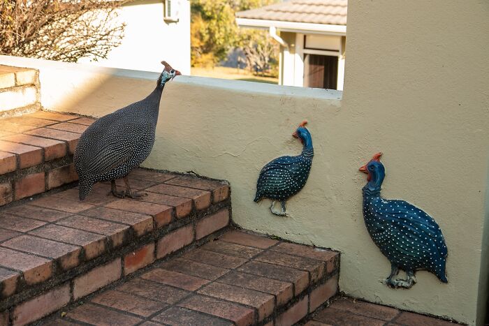 Guinea fowl standing on brick stairs near wall with painted animal street art in a sunny outdoor setting.