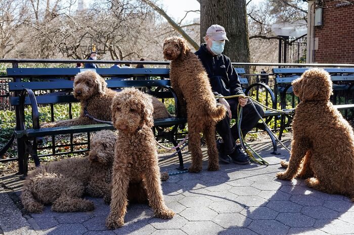 Man wearing a mask sitting on a bench surrounded by several curly-haired dogs in a street park animal moment.