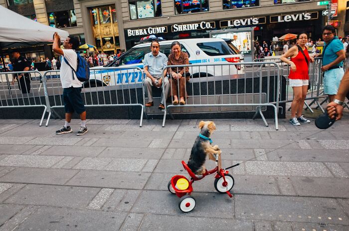 Small dog riding a red tricycle on a busy city street in a heartwarming animal moment spotted on the streets.
