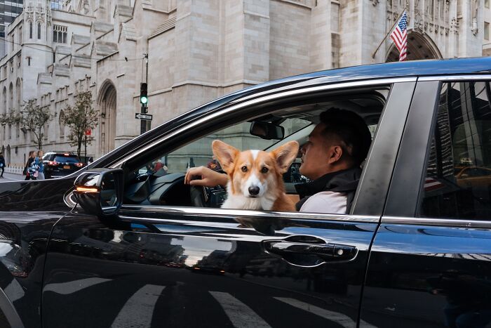 Corgi dog looking out car window next to driver, capturing a heartwarming animal moment on a city street.
