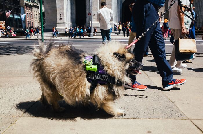 Fluffy service dog on a leash walking among pedestrians, showcasing hilarious and heartwarming animal moments on city streets.