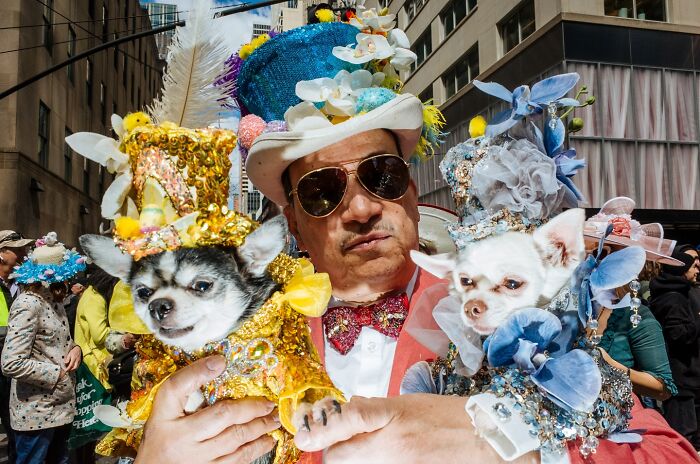 Man holding two small dogs dressed in elaborate colorful costumes during hilarious and heartwarming animal moments on the streets.